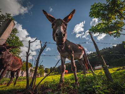 How Can Blogging Benefit Your Business? Funny donkey - Digital Donkey Marketing & Media
