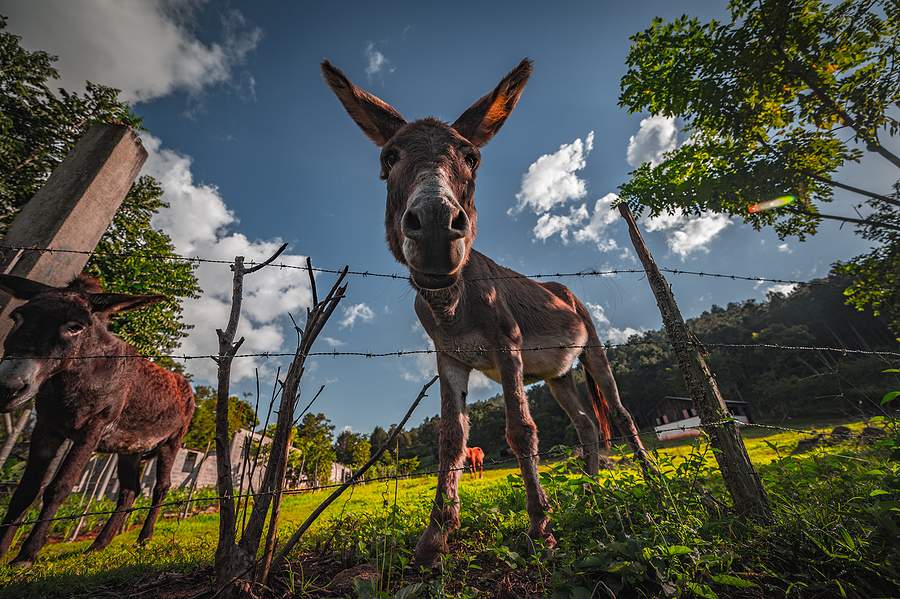 Content Marketing Donkey Looking Down