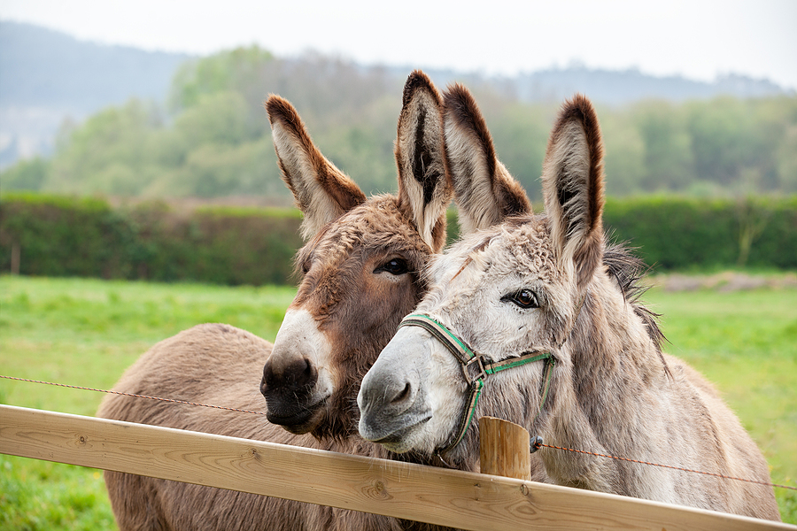 Local Search Optimization Two Donkeys Looking Over Fence