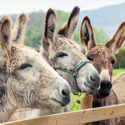 Social Media Sharing Ideas For Businesses - Three Donkeys