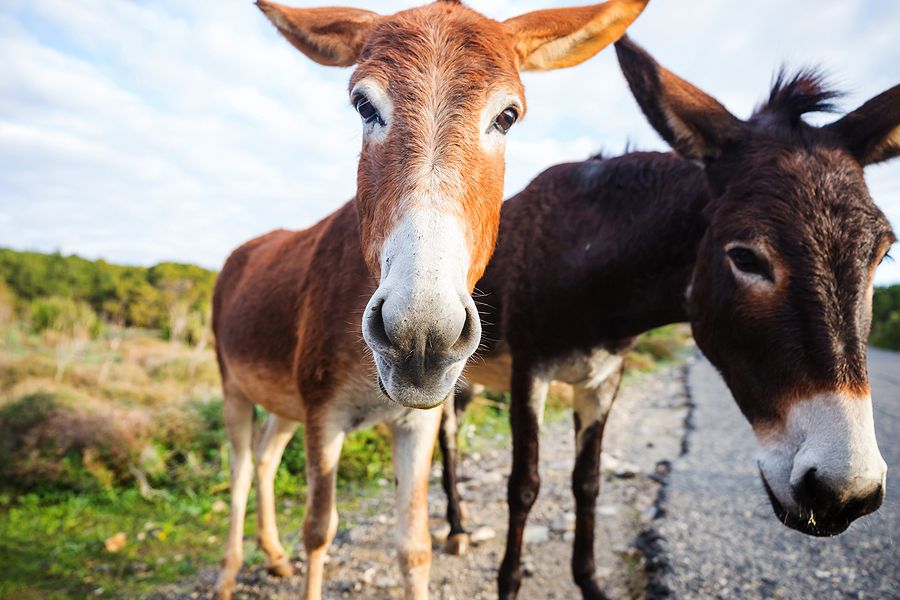 Digital Donkey Marketing & Media - WordPress Website Hosting & Management - Two Wild Donkeys