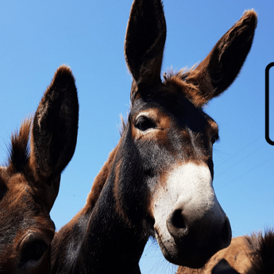 Is TikTok Right For Your Business - Digital Donkey Marketing & Media - Donkeys with TikTok Logo