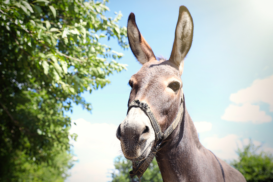 Cute, Funny Donkey - What You Can Expect to Pay for Digital Marketing Services