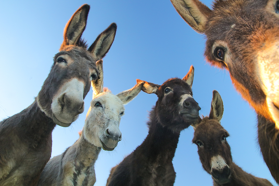 Five Curios, Funny Donkeys - Website Design and Development