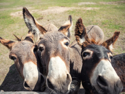 Get Your Small Business Started on Social Media - Digital Donkey Marketing & Media. 3 cute donkeys.